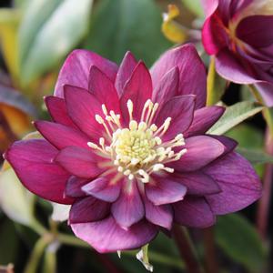 RED SAPPHIRE WINTER JEWELS™ LENTEN ROSE