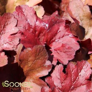 FIRE ALARM CORAL BELLS