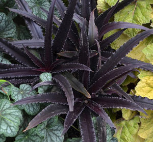 DARK STAR PINEAPPLE LILY