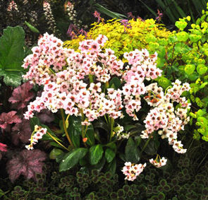 DRAGONFLY™ ANGEL KISS BERGENIA