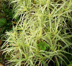SPARK PLUG SEDGE