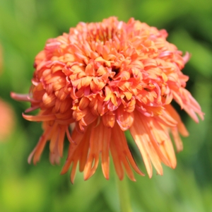 COLORBURST ORANGE CONEFLOWER