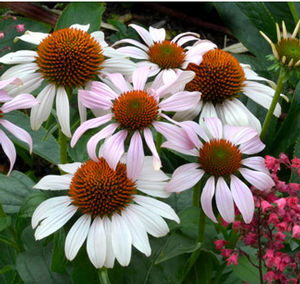 ROSITA CONEFLOWER