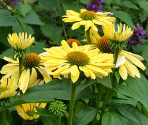 CHIQUITA CONEFLOWER