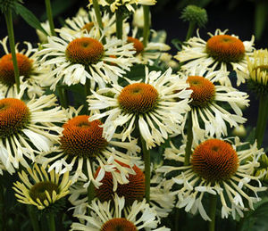 FERRIS WHEEL CONEFLOWER