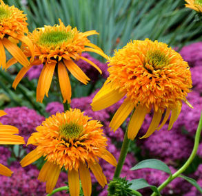 SECRET™ GLOW CONEFLOWER