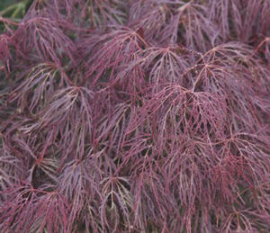 BENI KUMO NO SU DWARF WEEPING JAPANESE MAPLE