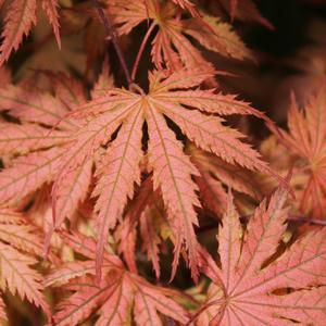 ARIADNE UPRIGHT JAPANESE MAPLE