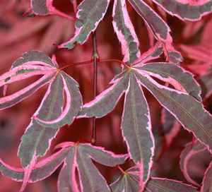 GEISHA GONE WILD UPRIGHT JAPANESE MAPLE