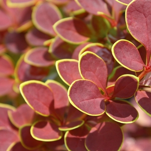 SUNJOY® TANGELO BARBERRY