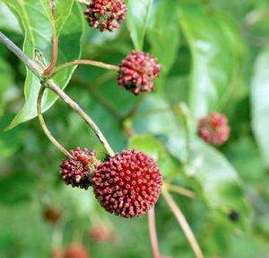SUGAR SHACK® BUTTONBUSH