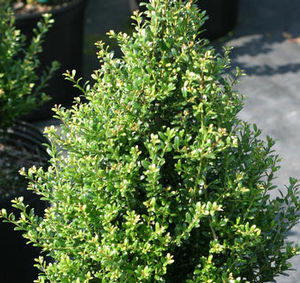 PATTI O BOX® JAPANESE HOLLY
