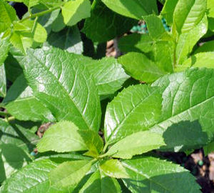 MR. POPPINS® MALE WINTERBERRY HOLLY