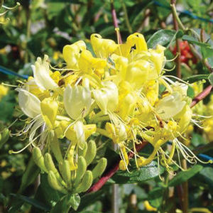 SCENTSATION HONEYSUCKLE