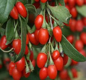 SWEET LIFEBERRY® GOJI BERRY