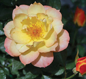 OSO EASY ITALIAN ICE® ROSE