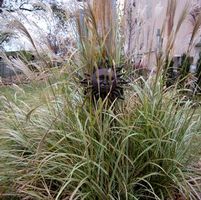 VARIEGATED JAPANESE SILVER MAIDEN GRASS