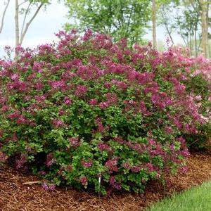 BLOOMERANG® DARK PURPLE LILAC