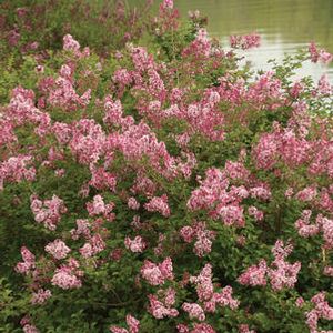 SCENT AND SENSIBILITY™ PINK LILAC
