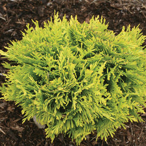 ANNA'S MAGIC BALL® ARBORVITAE