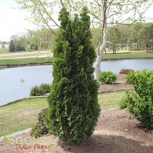 NORTH POLE® ARBORVITAE
