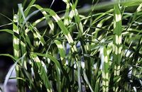 ZEBRA MAIDEN GRASS