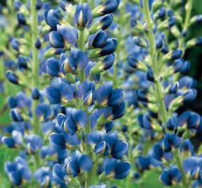 MIDNIGHT PRAIRIEBLUES® FALSE INDIGO