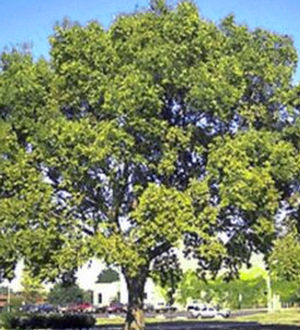 CHICAGOLAND HACKBERRY
