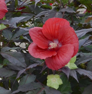 MIDNIGHT MARVEL HARDY HIBISCUS