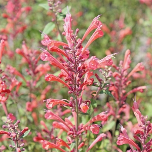 KUDOS™ CORAL HYSSOP