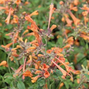 KUDOS™ MANDARIN HYSSOP