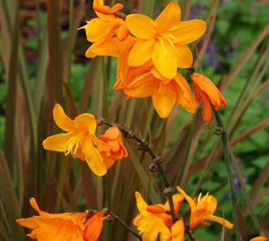 TWILIGHT FAIRY™ GOLD CROCOSMIA