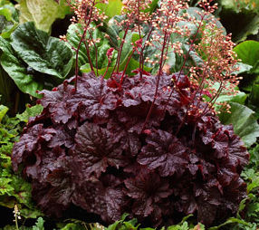 CAJUN FIRE CORAL BELLS