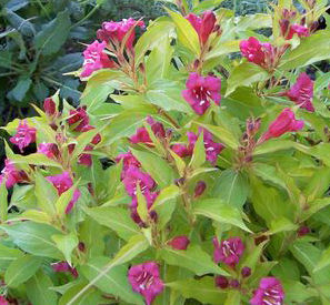 RUBIES 'N GOLD™ WEIGELA