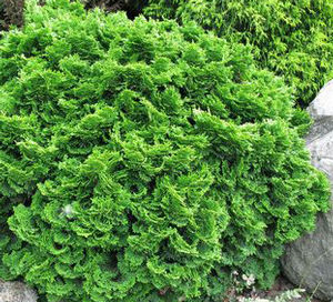 TEMPELHOF HINOKI FALSE CYPRESS
