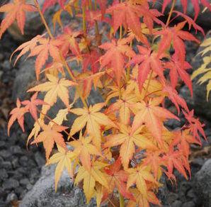 BIHOU UPRIGHT JAPANESE MAPLE