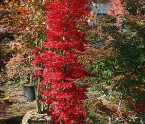 TSUKASA SILHOUETTE UPRIGHT JAPANESE MAPLE