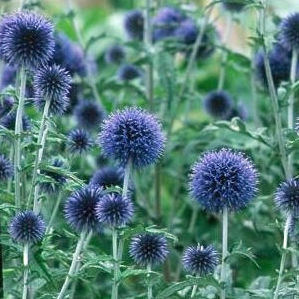 BLUE GLOW GLOBE THISTLE