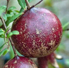PURPLE SUNSET POMEGRANATE