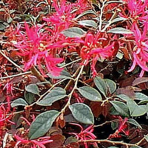 BURGUNDY BLAST LOROPETALUM