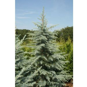 BLUE ICE DEODAR CEDAR