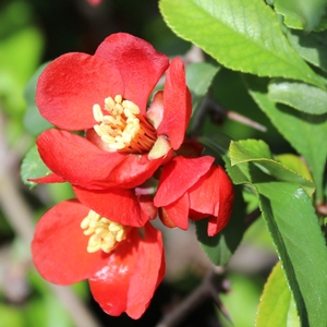 CRIMSON & GOLD QUINCE