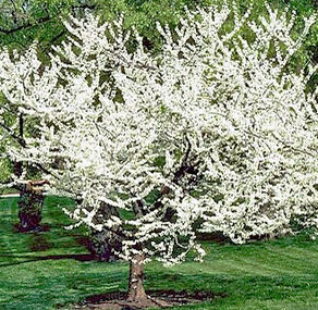 WHITEBUD