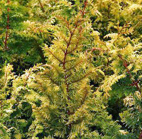GOLDEN FERNLEAF FALSE CYPRESS