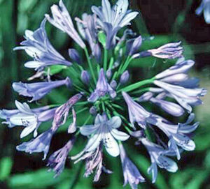 HEADBOURNE LILY OF THE NILE