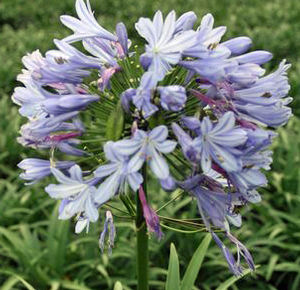 PETER PAN DWARF LILY OF THE NILE