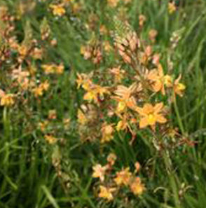 ORANGE ROCK LILY
