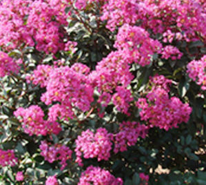 PLUM MAGIC CRAPEMYRTLE