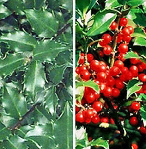 CHINA TWINS HOLLY