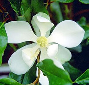 BRACKEN'S BROWN BEAUTY MAGNOLIA